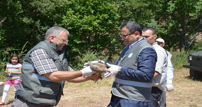 Giresun’da doğaya 25 bin kınalı keklik salındı